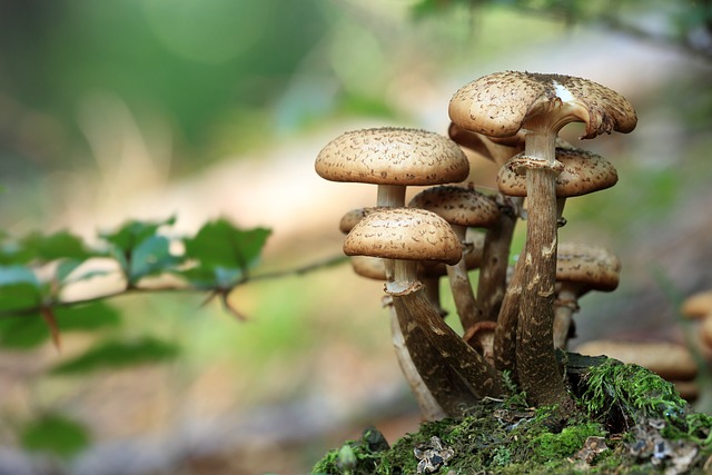 mushrooms and truffles